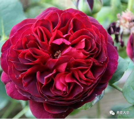 最美最高端的30款月季 (十种绝美的月季)