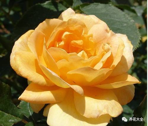 最美最高端的30款月季 (十种绝美的月季)