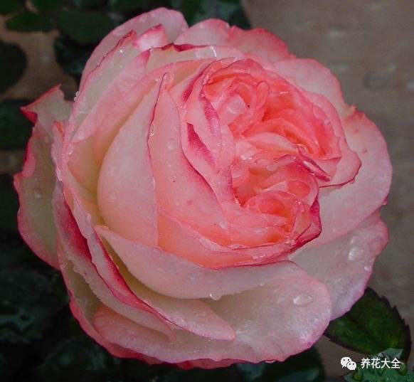 最美最高端的30款月季 (十种绝美的月季)