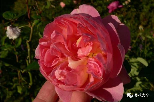 最美的十款月季品种推荐 (十种绝美的月季)