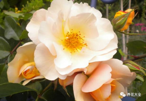 最美的十款月季品种推荐 (十种绝美的月季)