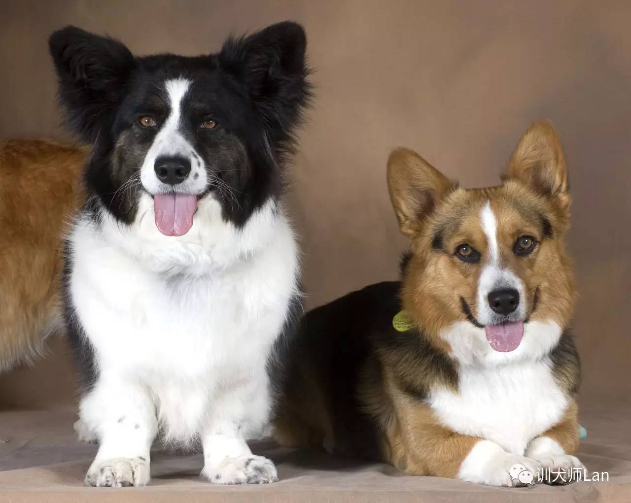 英国女王的爱犬，可爱的小短腿，全能的“农场犬”——柯基犬