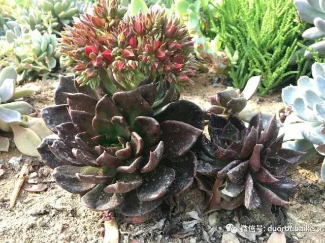 如何拒绝多肉伸手党,多肉伸手的正确方式