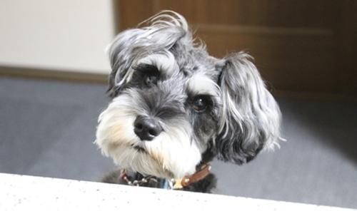 狗狗营养全面自制狗粮,狗狗自制狗粮需要哪些营养品