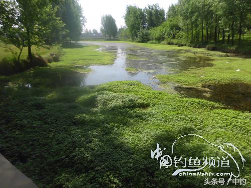 假日野钓鲫鱼,假日河边钓鲫鱼