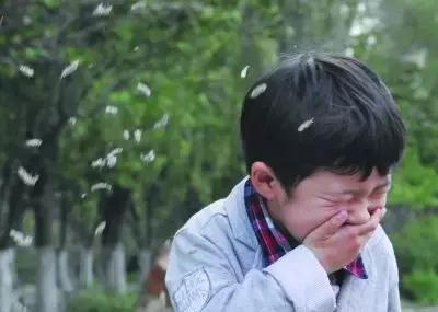 万万没想到,PM2.5二次生成,树木也有“贡献”