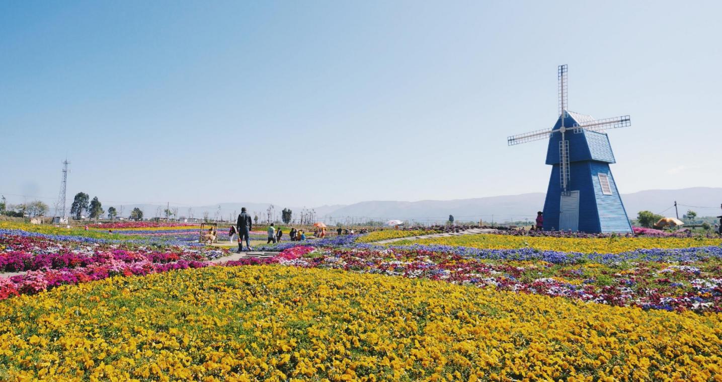 阿布养花杂谈第一期|那些年死在我们手上的植物