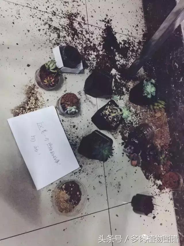 宿舍多肉品种推荐,宿舍多肉