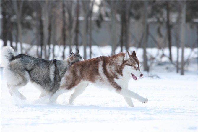 西伯利亚雪橇犬哈士奇领头犬,哈士奇西伯利亚雪橇犬奔跑视频