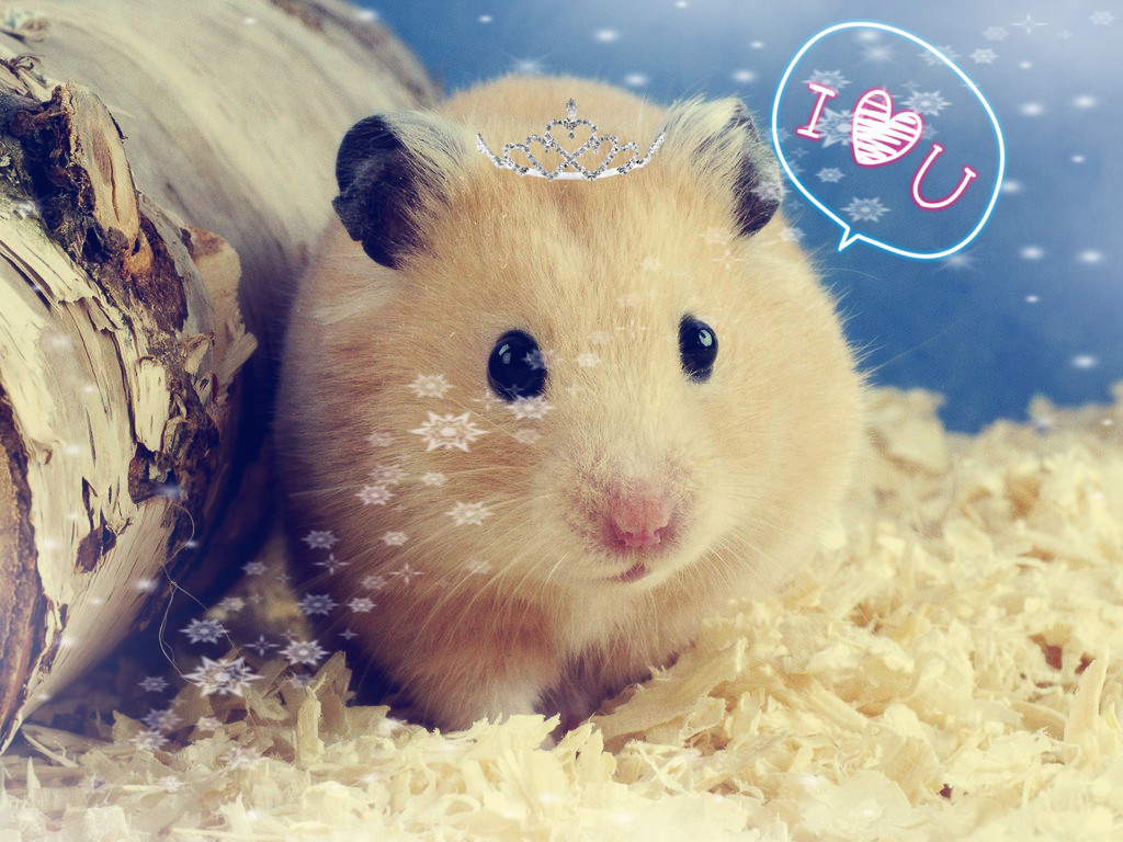 100只仓鼠你怎么养,不懂得养仓鼠怎么办