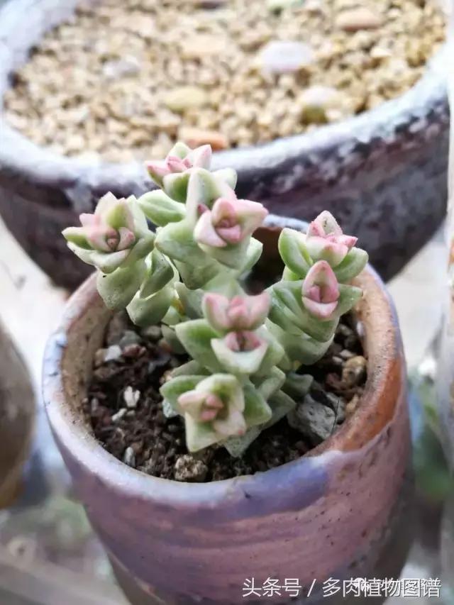 入坑半年的经历,入坑五个月总结