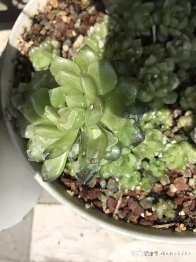 敲警钟安全行,室内喷杀虫剂对多肉有影响吗