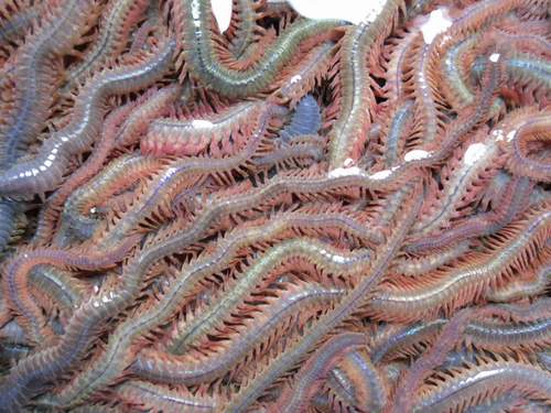 几种常见的饵料,常见的鱼虾蟹的饵料是什么