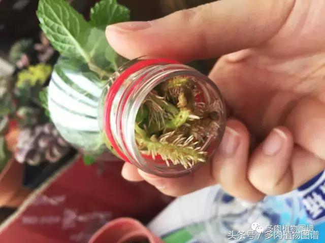 宿舍多肉品种推荐,宿舍多肉