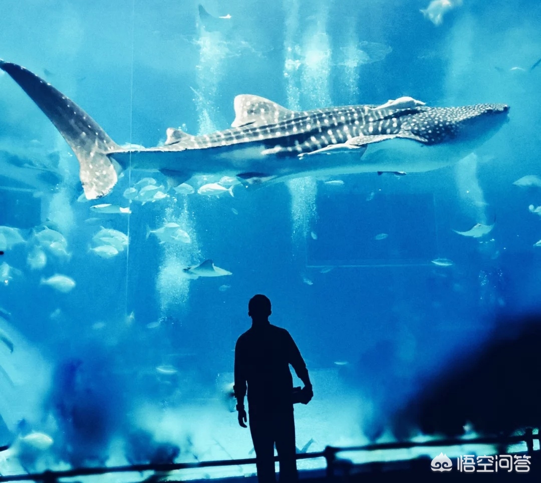 带着父母旅行景点,带着父母去旅行好不好