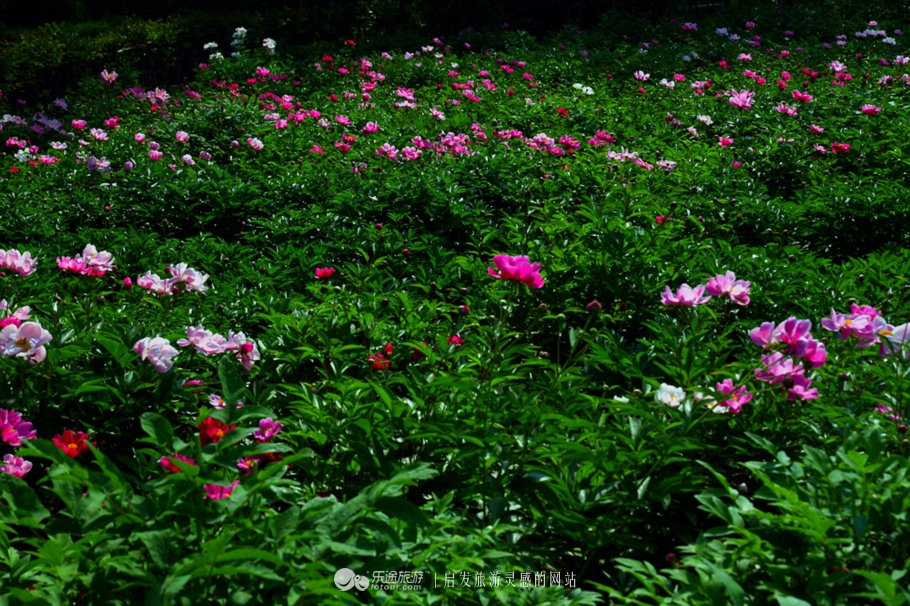花园宝宝的萌宝,花园宝宝幼儿园里欢乐多