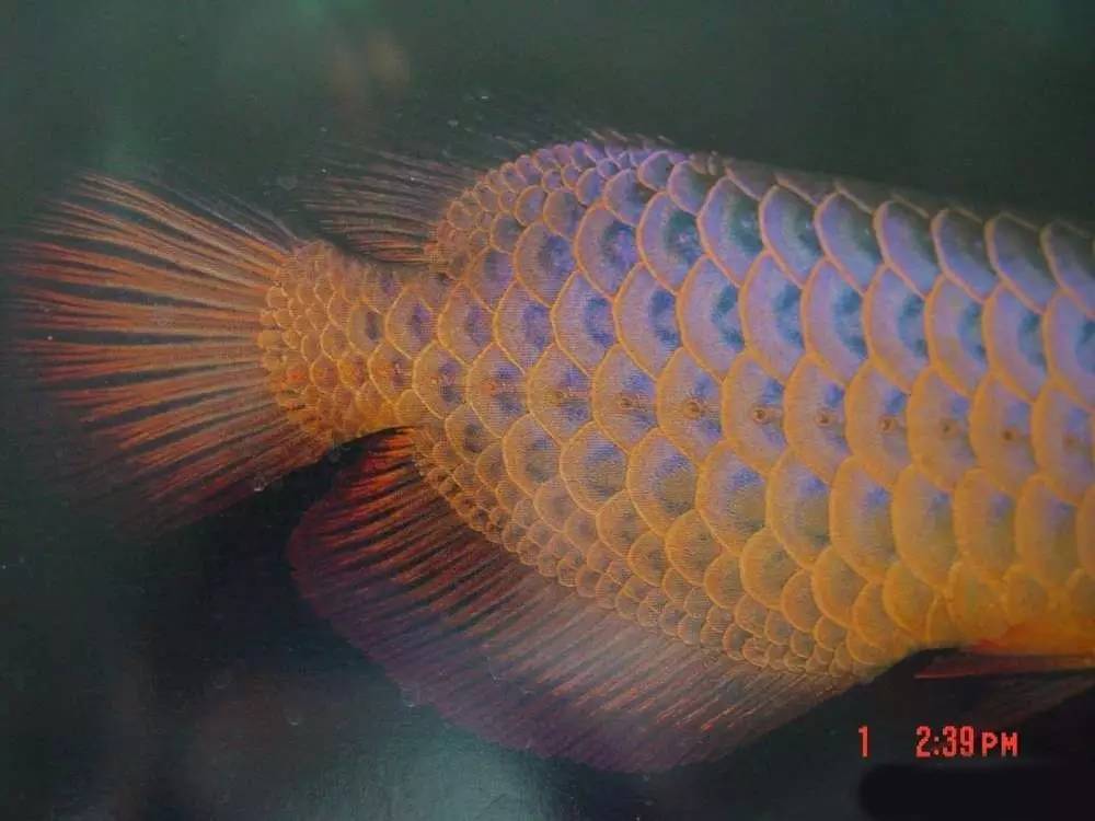 b级过背金龙一般价格多少,顶级蓝底过背金龙欣赏