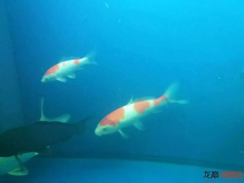 蒙药治眼疾,蒙医治眼奇方效果怎么样