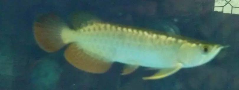 b级过背金龙一般价格多少,顶级蓝底过背金龙欣赏