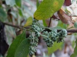 中药蒙花介绍,中药蒙花是啥