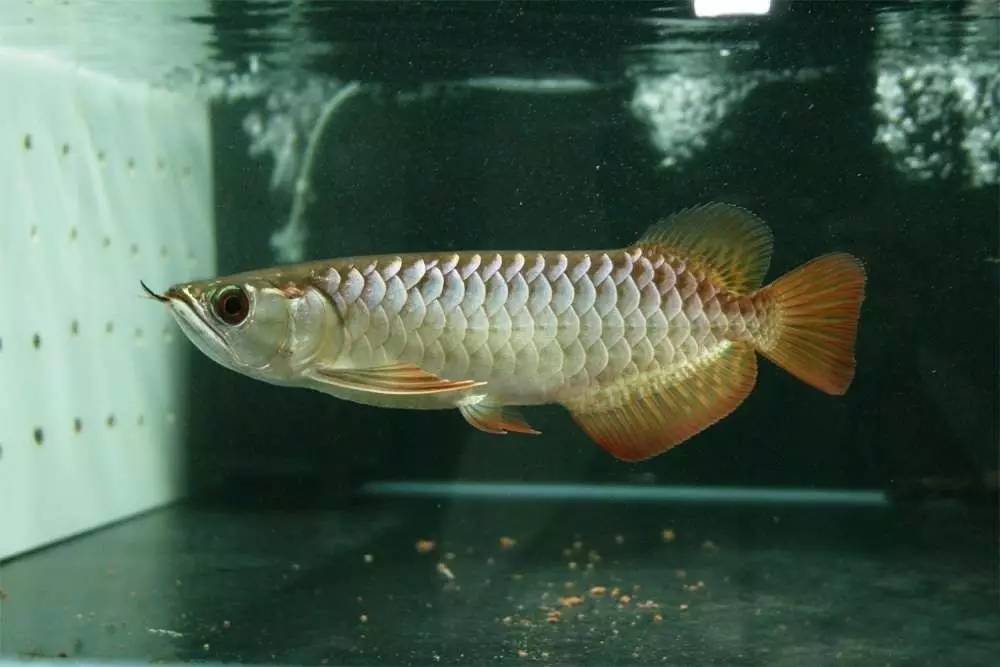 过背金龙和高背金龙的区别,高背金龙跟过背图片对比