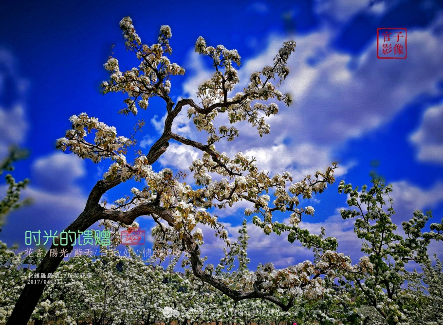 闾山四月梨花似海，源于大朝阳梨花老祖