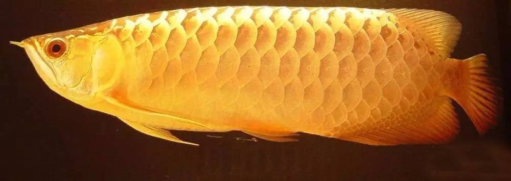 过背金龙和高背金龙的区别,高背金龙跟过背图片对比