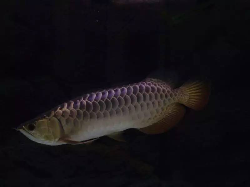 过背金龙和高背金龙的区别,高背金龙跟过背图片对比