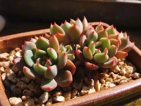 入坑仅1年，他的肉肉竟然全都大变样？！这真的是同一颗肉肉吗？