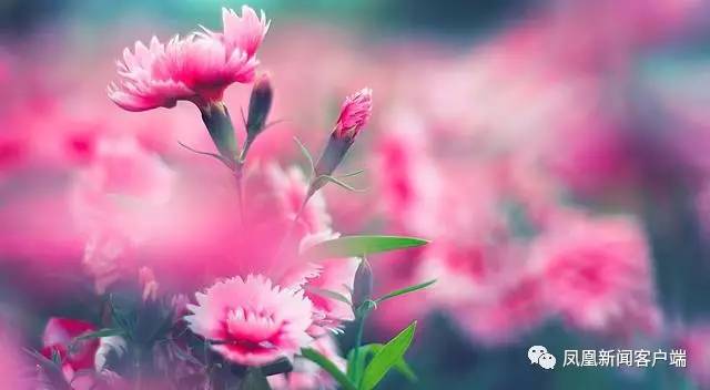 母亲节送康乃馨，都送错了？中国“母亲花”原来是它！