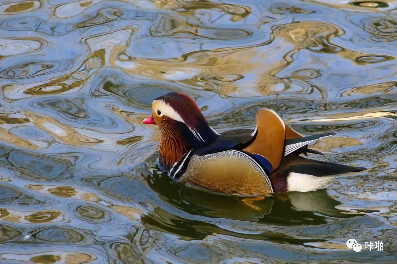 松下fz1000ii与fz2500区别,松下fz2500ii论坛