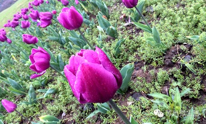 苏州最值得去的五个景点,苏州最值得去的10个景点排名