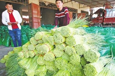 今天各地蒜薹价格多少钱1斤,山东蒜薹价格最新行情走势图