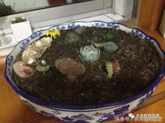 入坑半年的经历,入坑五个月总结