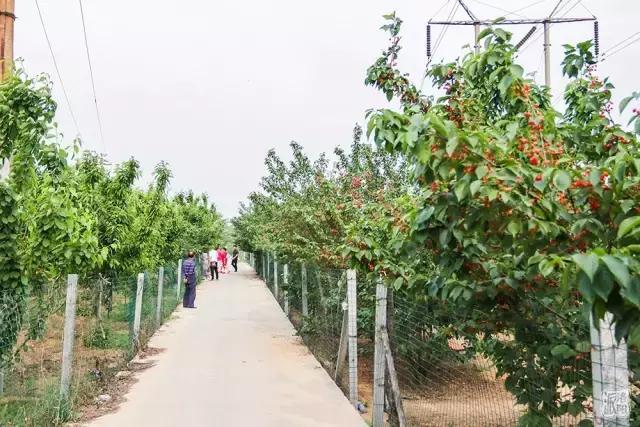 洛阳新安县樱桃采摘园,洛阳樱桃沟摘樱桃