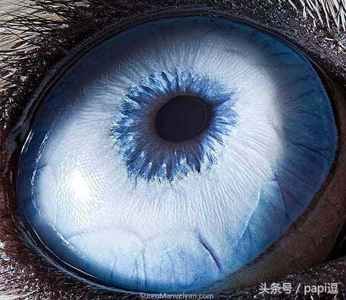 高清镜头下的眼睛看起真美，看眼睛猜动物你能猜对几个