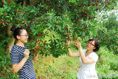 杨梅园采摘柳州,2024年柳州杨梅采摘攻略