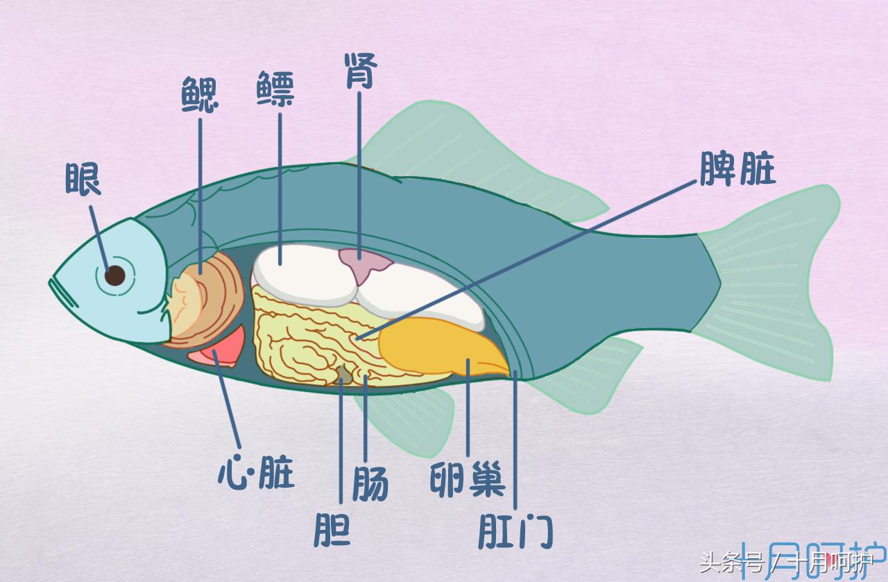 孕期什么都不忌口会影响胎儿吗,孕期不是什么都能喝
