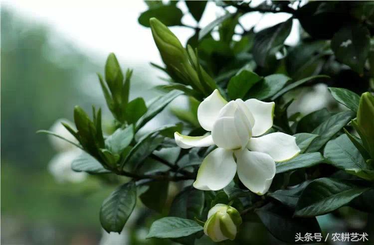 中草药栀子产地,中草药栀子价格