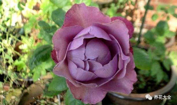 最美最高端的30款月季 (十种绝美的月季)