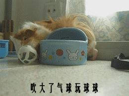 母荷兰猪可以做绝育手术吗,两只不同的荷兰猪可以绝育吗