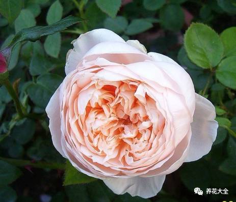 最美最高端的30款月季 (十种绝美的月季)