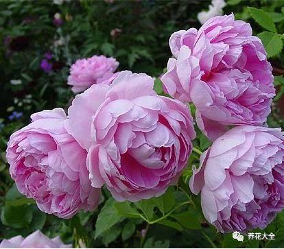 最美最高端的30款月季 (十种绝美的月季)