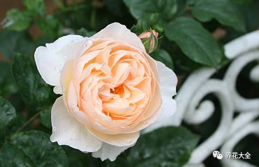 最美最高端的30款月季 (十种绝美的月季)