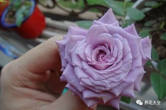 最美的十款月季品种推荐 (十种绝美的月季)