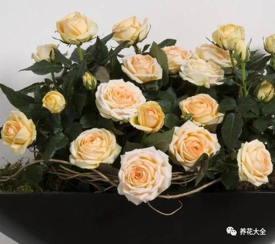 最美的十款月季品种推荐 (十种绝美的月季)