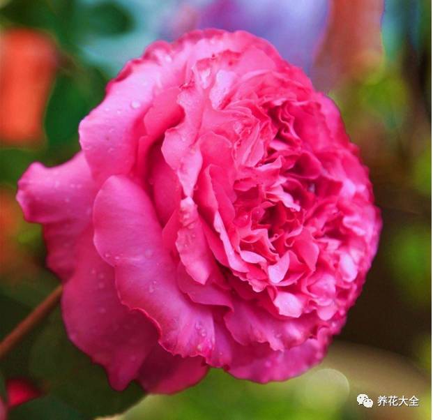 最美最高端的30款月季 (十种绝美的月季)