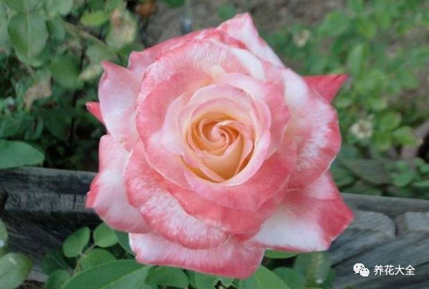 最美最高端的30款月季 (十种绝美的月季)