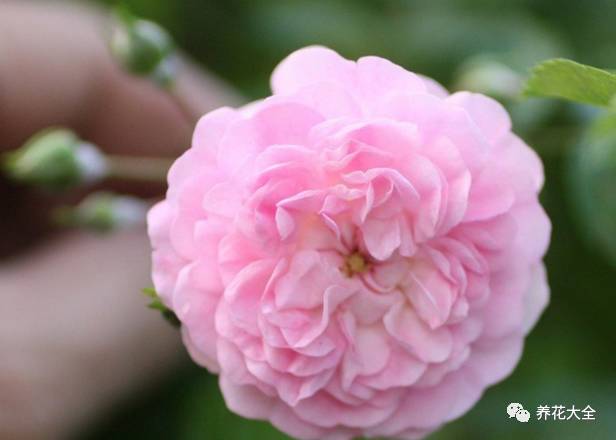 最美最高端的30款月季 (十种绝美的月季)