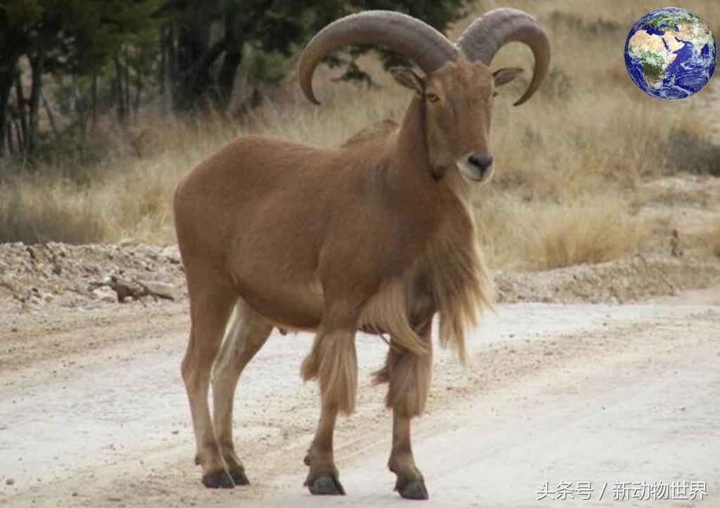 羊是牛科动物还是植物,羊是反刍性动物吗